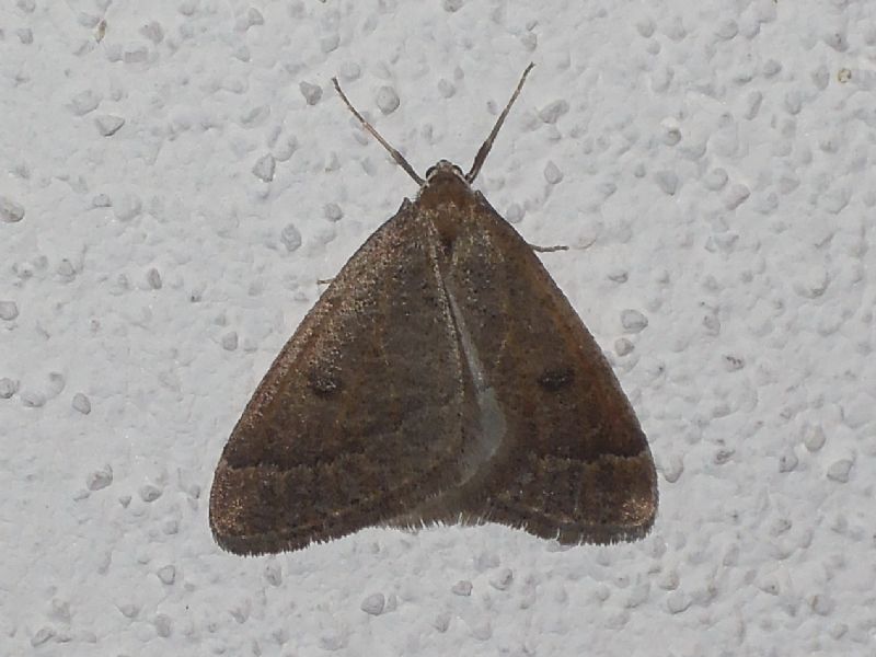 Theria primaria (Geometridae)